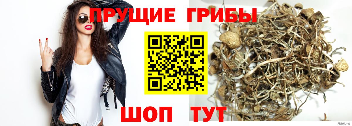 Кострома  Галлюциногенные грибы мицелий  Вход с VPN  Псилоцибиновые грибы Psilocybine cubensis 